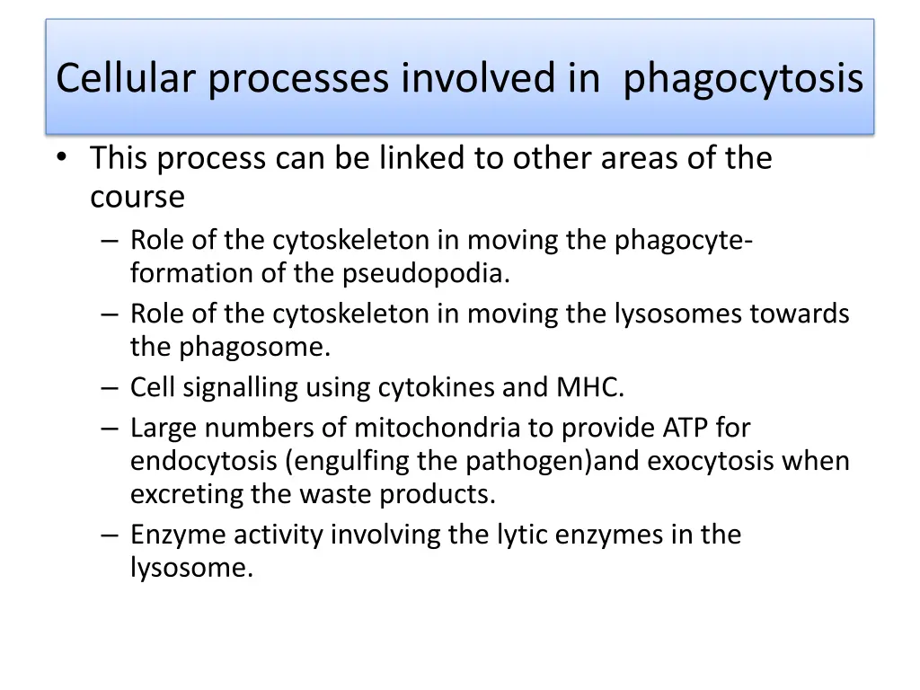 cellular processes involved in phagocytosis