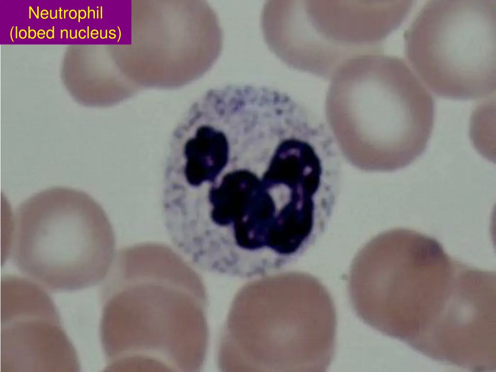 neutrophil lobed nucleus
