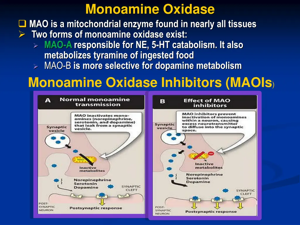 monoamine oxidase