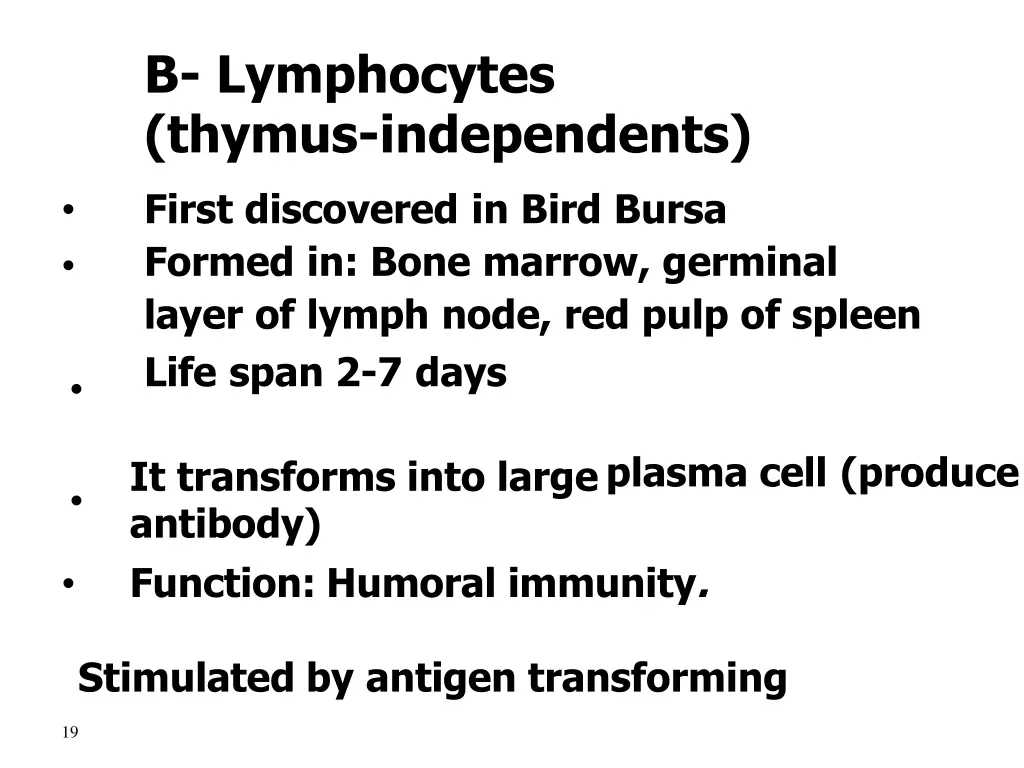 b lymphocytes thymus independents