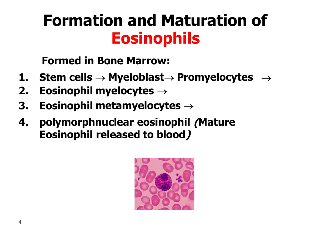 formation and maturation of eosinophils