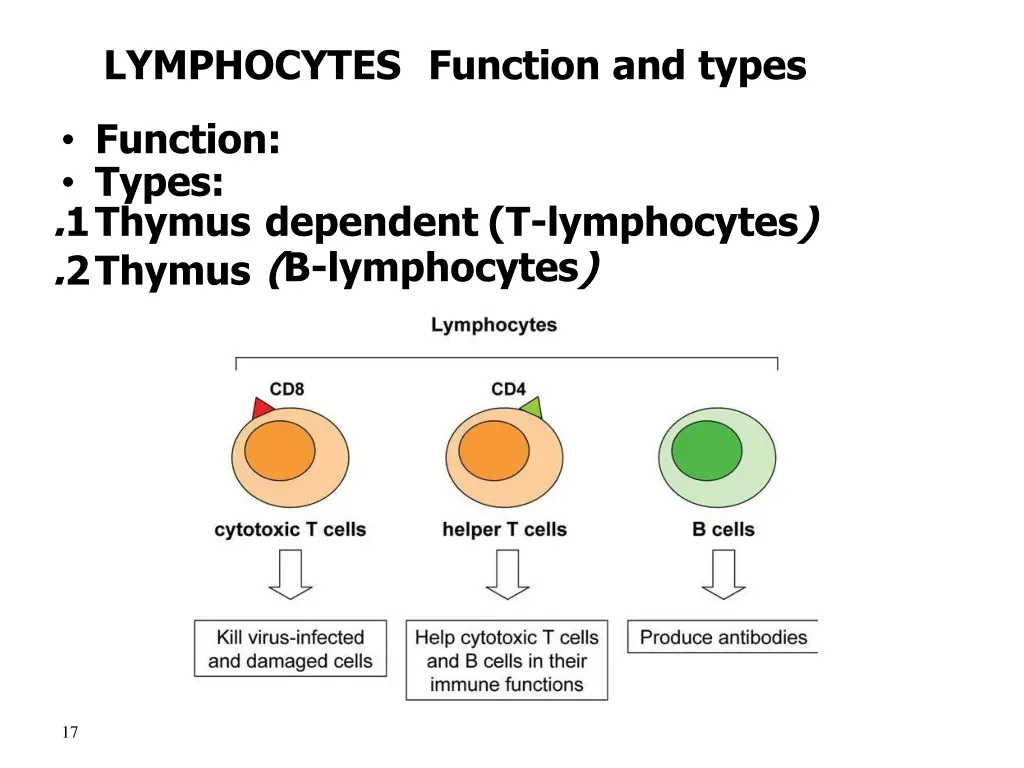 lymphocytes function and types