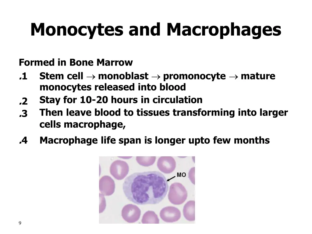 monocytes and macrophages