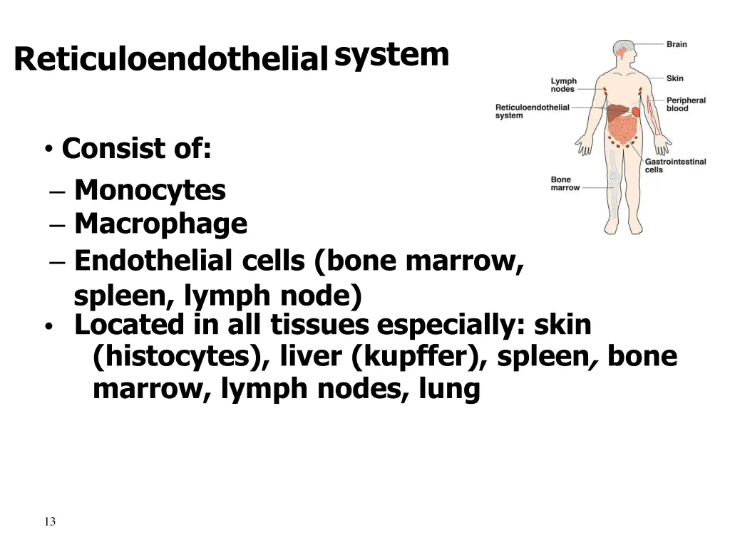 reticuloendothelialsystem