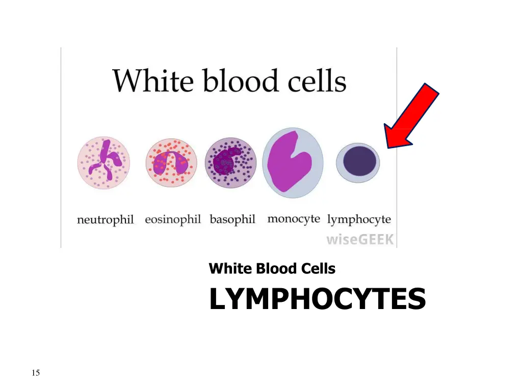 white blood cells lymphocytes