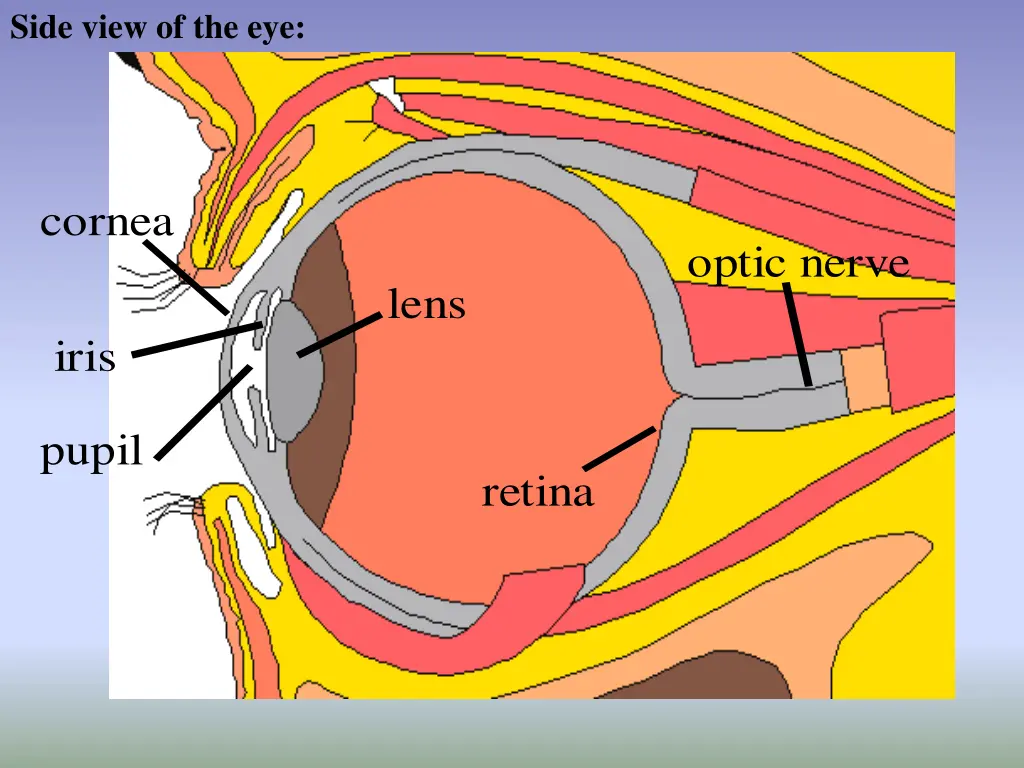 side view of the eye