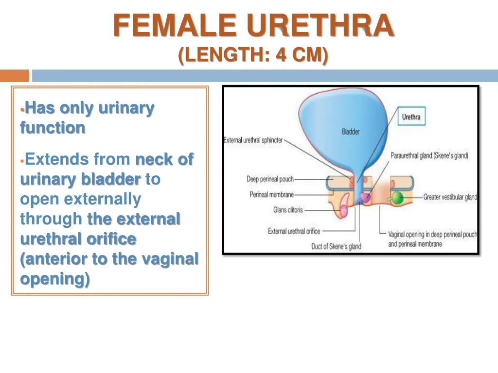 female urethra length 4 cm