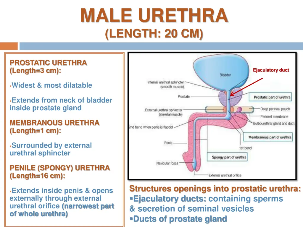 male urethra length 20 cm