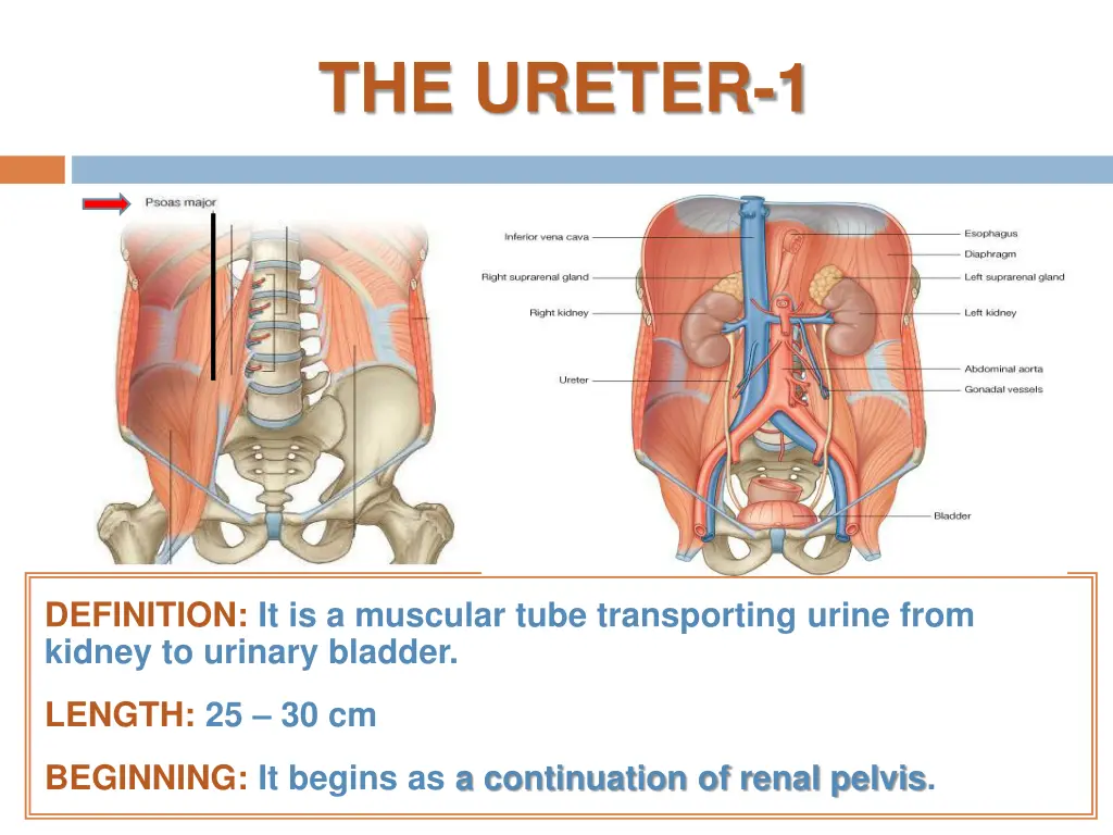 the ureter 1