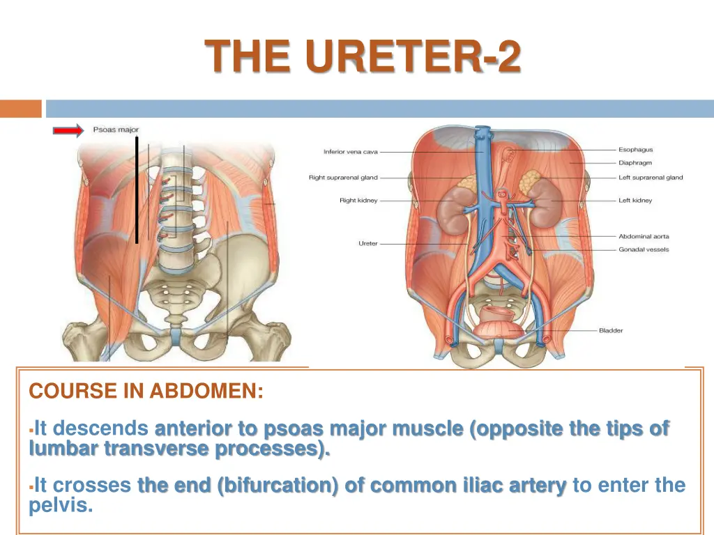 the ureter 2