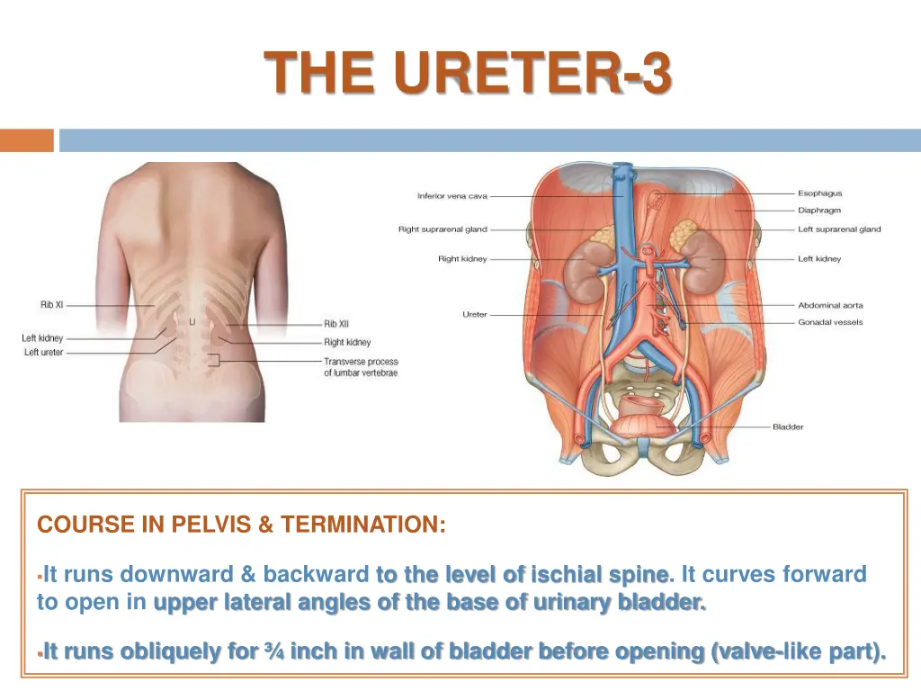 the ureter 3