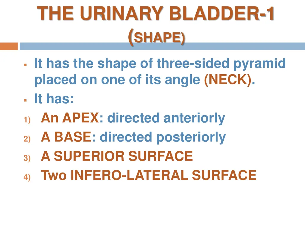the urinary bladder 1 shape