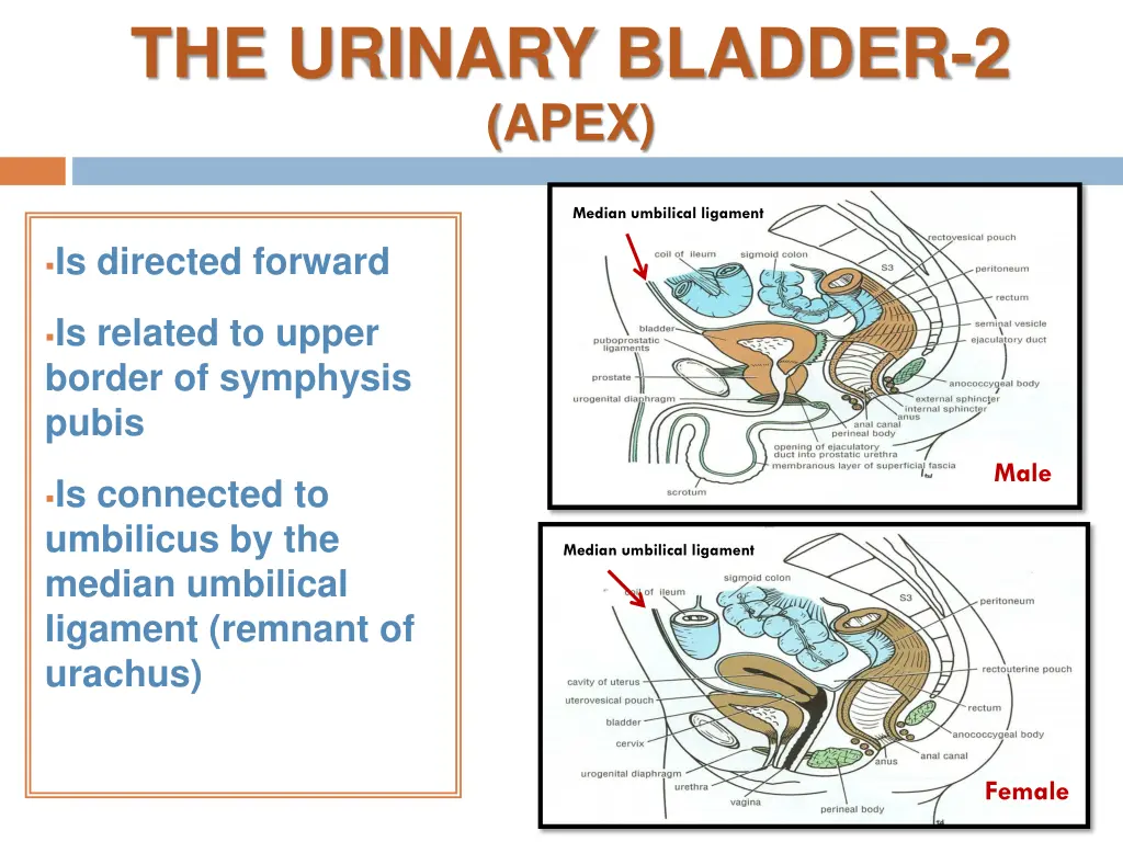 the urinary bladder 2 apex