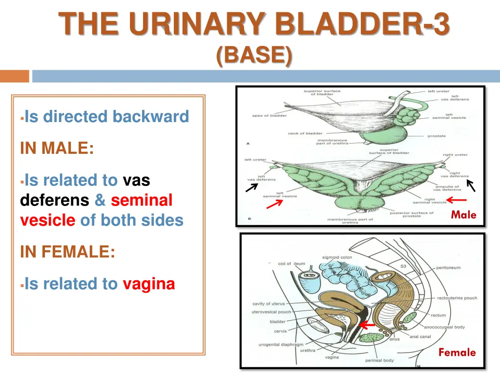 the urinary bladder 3 base