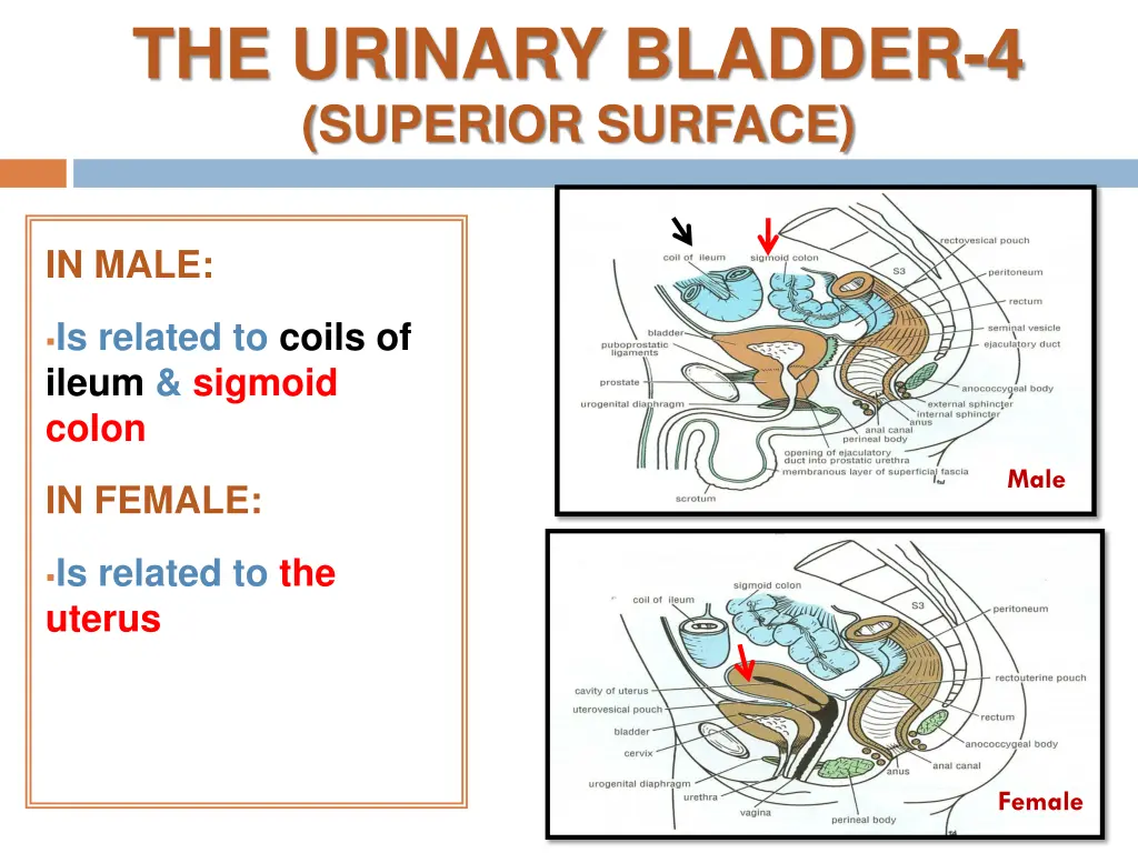 the urinary bladder 4 superior surface