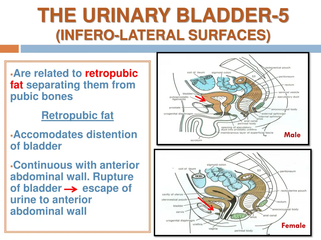 the urinary bladder 5 infero lateral surfaces