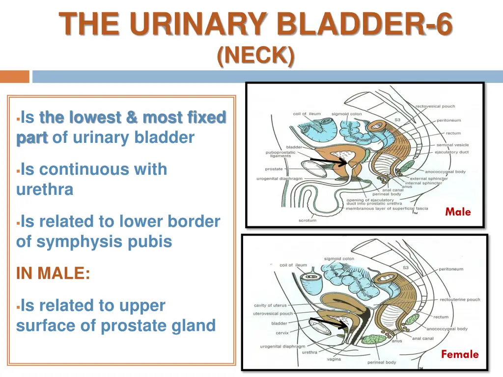 the urinary bladder 6 neck