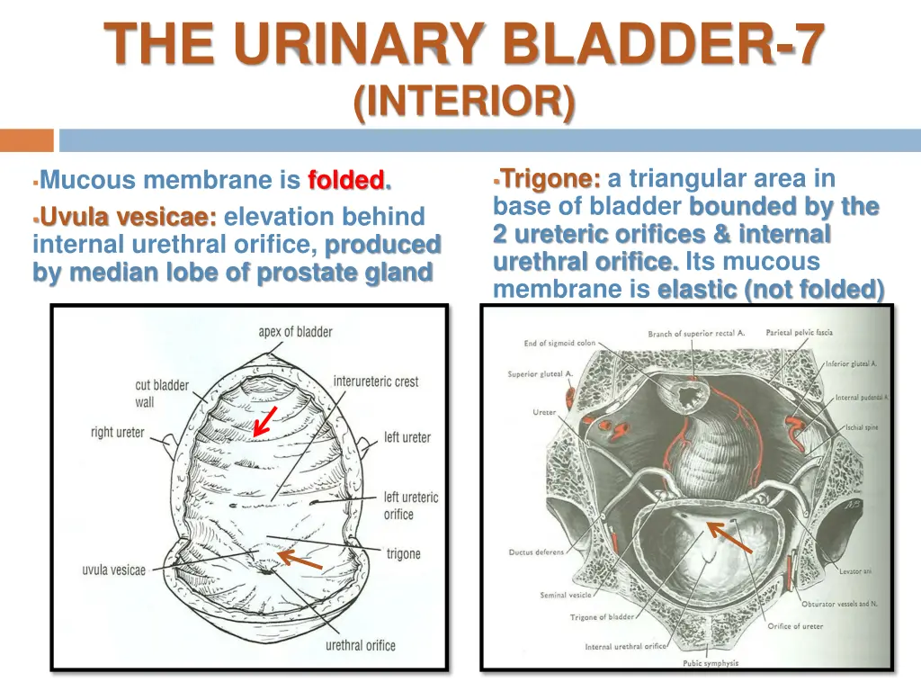 the urinary bladder 7 interior