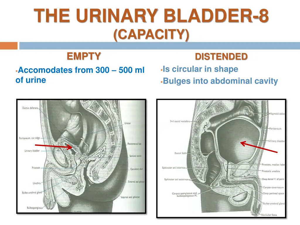 the urinary bladder 8 capacity