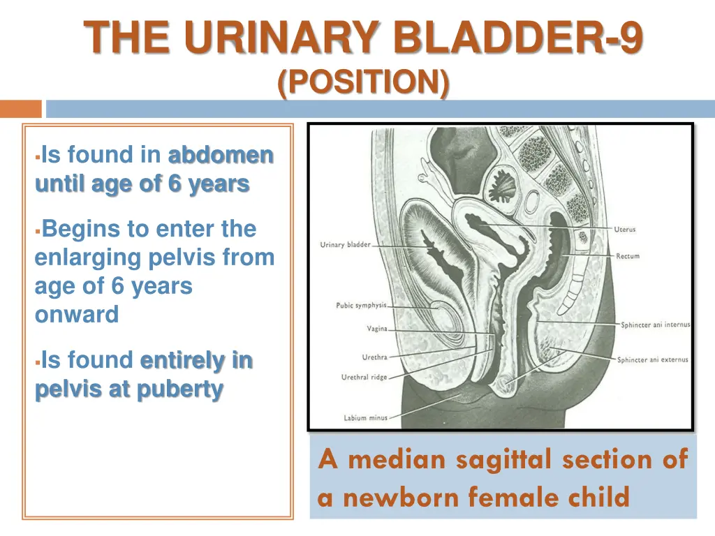 the urinary bladder 9 position