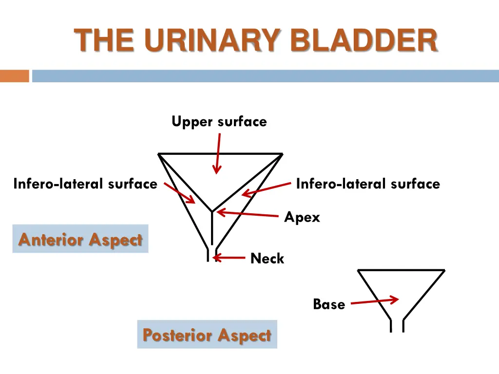 the urinary bladder