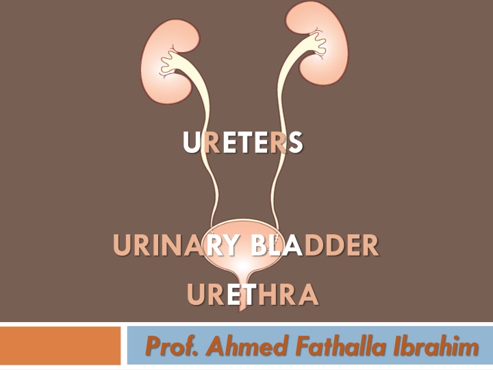 ureters