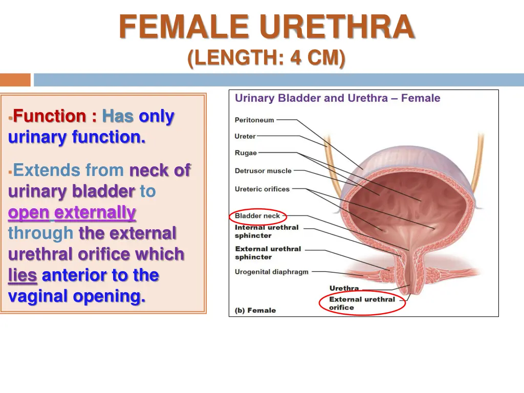 female urethra length 4 cm