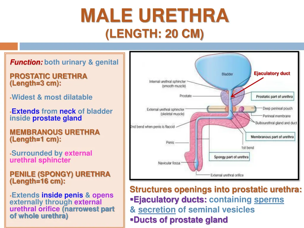 male urethra length 20 cm