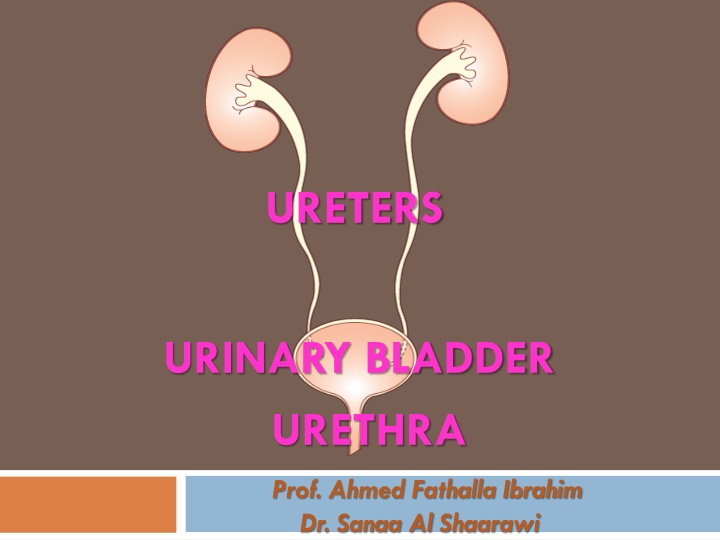 ureters