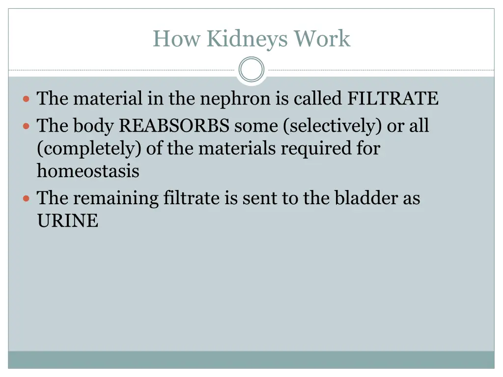 how kidneys work 1