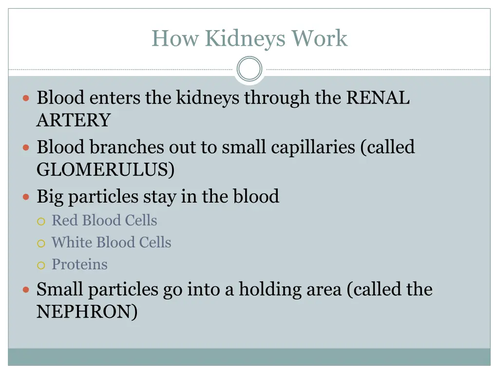 how kidneys work