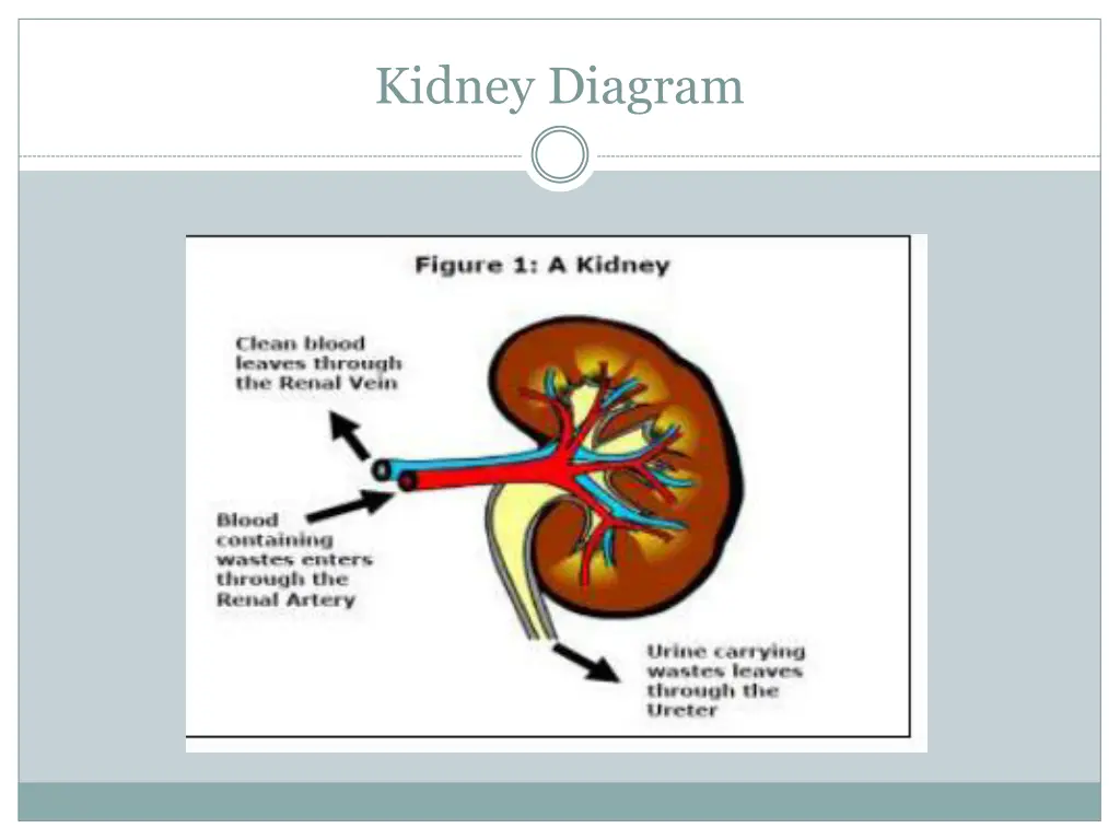 kidney diagram