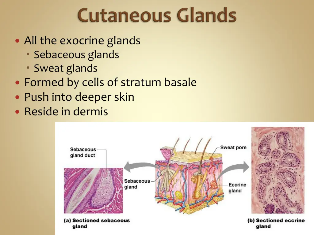all the exocrine glands sebaceous glands sweat