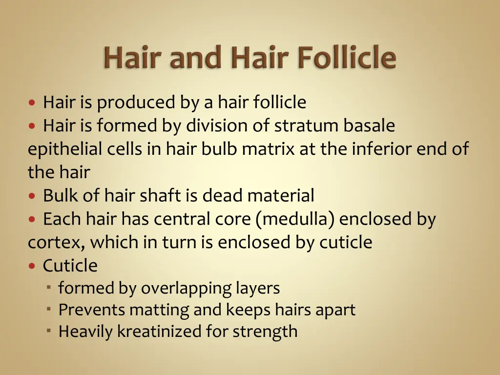 hair is produced by a hair follicle hair
