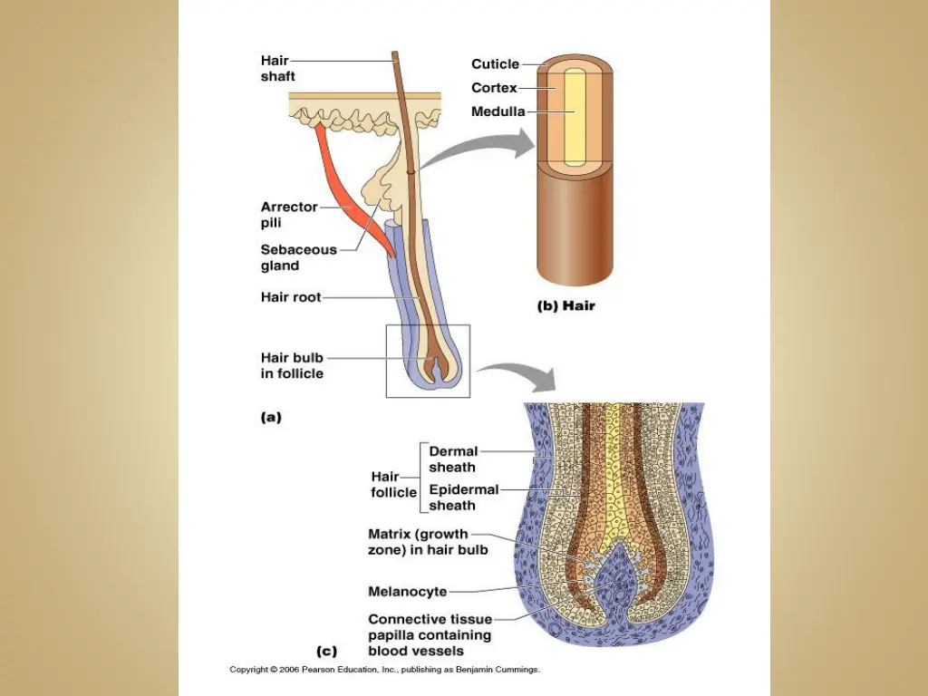 slide17