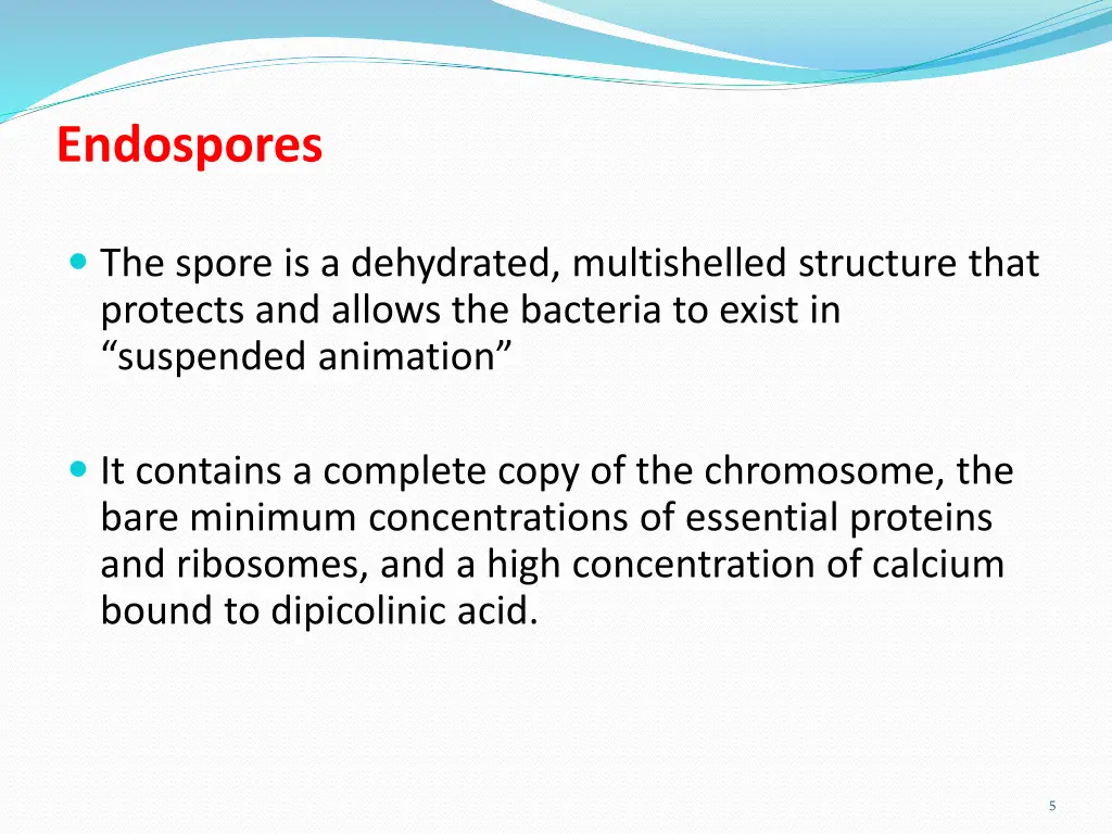 endospores 1