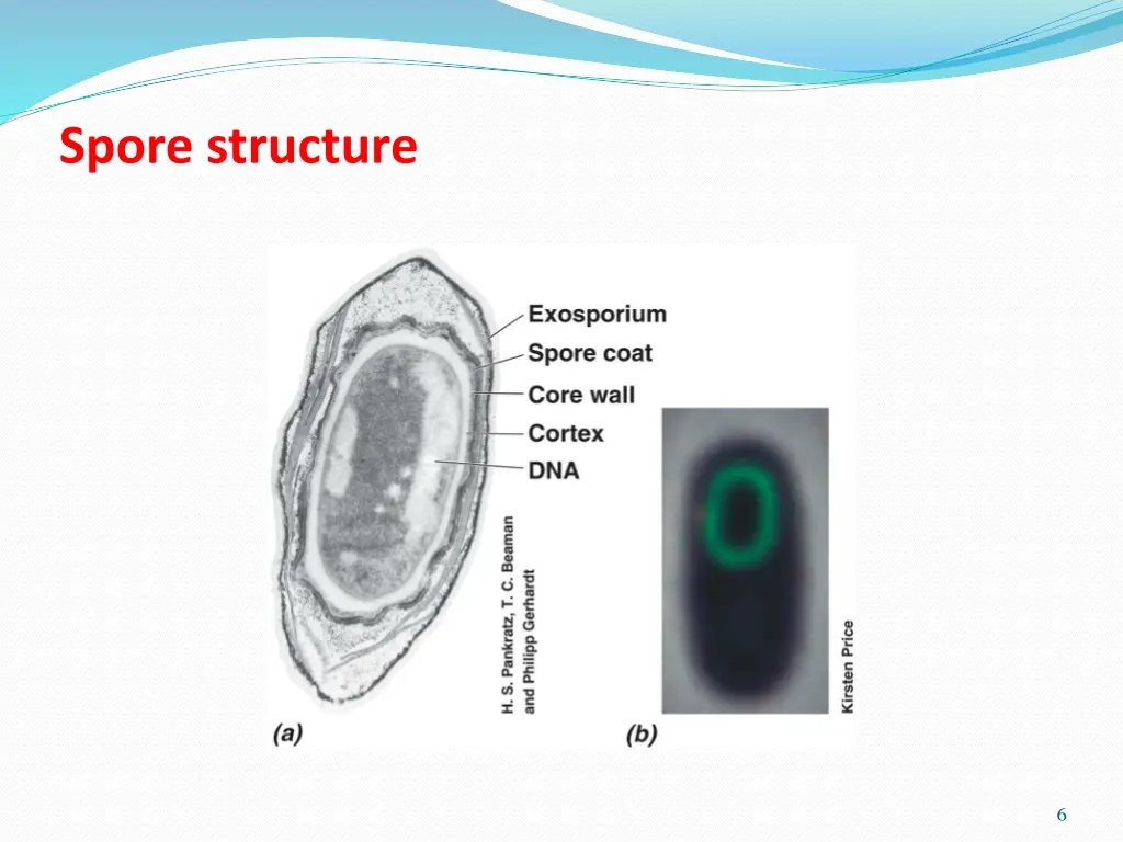 spore structure