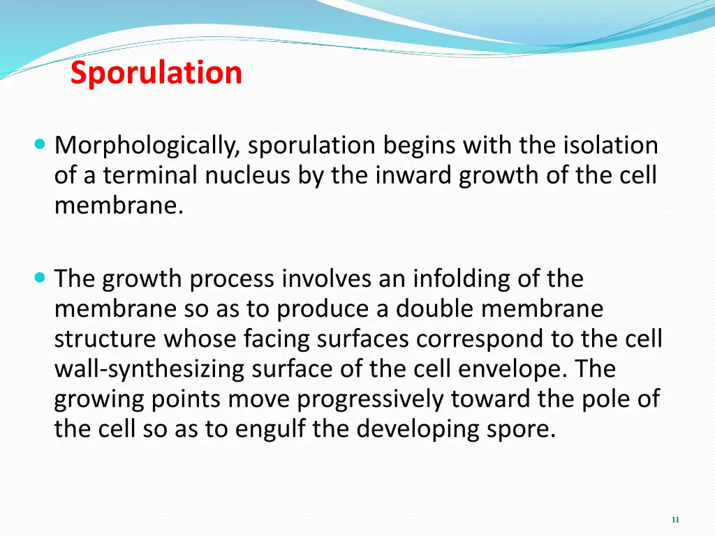 sporulation 1