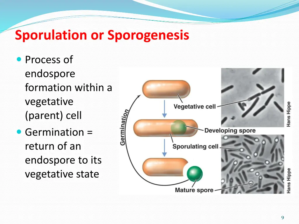 sporulation or sporogenesis