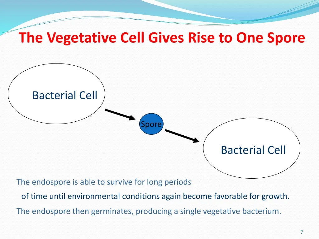 the vegetative cell gives rise to one spore