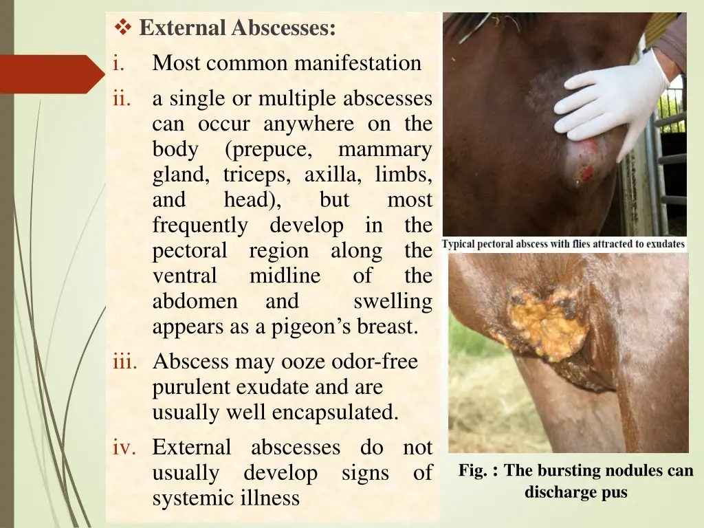external abscesses i most common manifestation