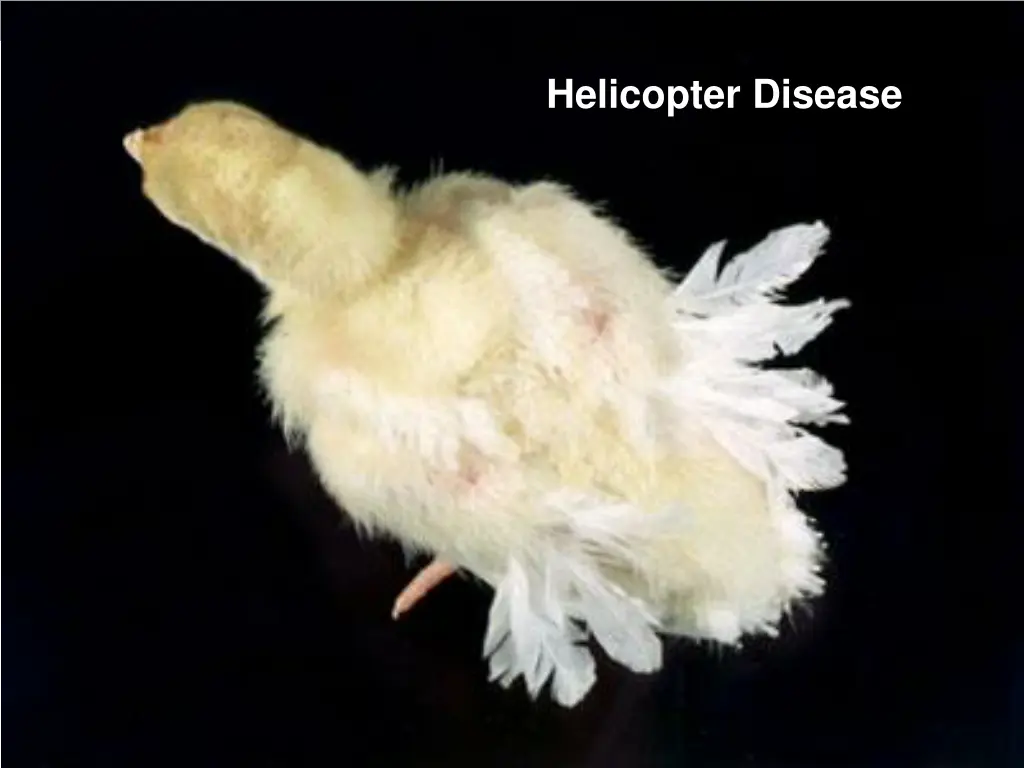 helicopter disease