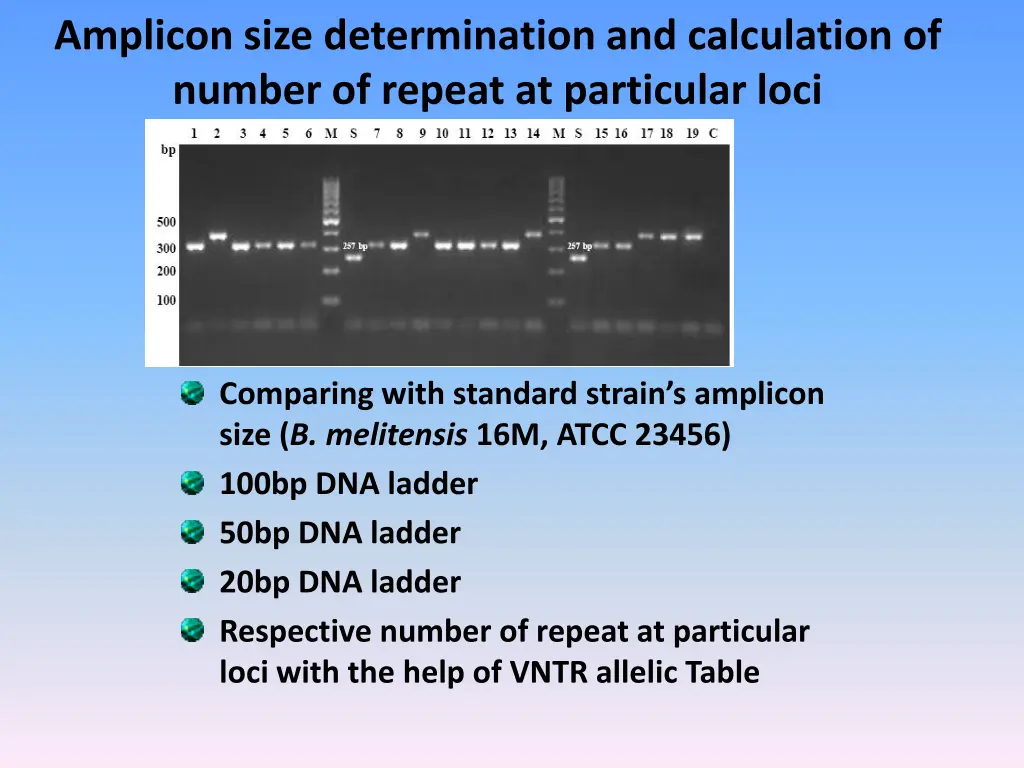 amplicon size determination and calculation