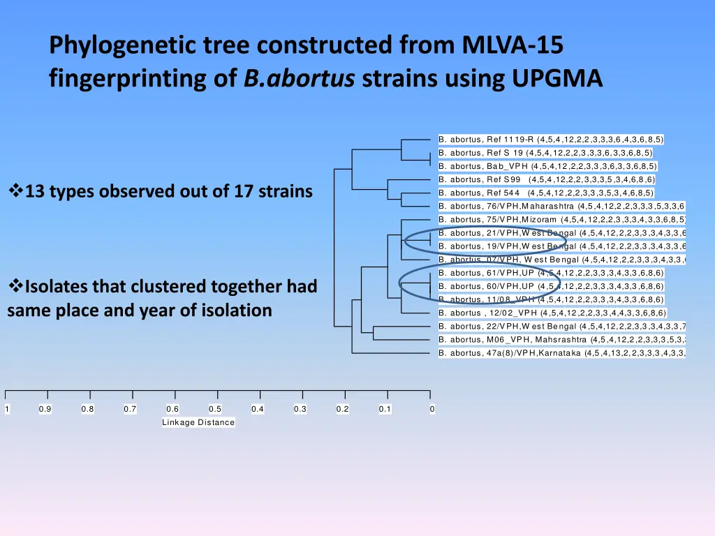 phylogenetic tree constructed from mlva