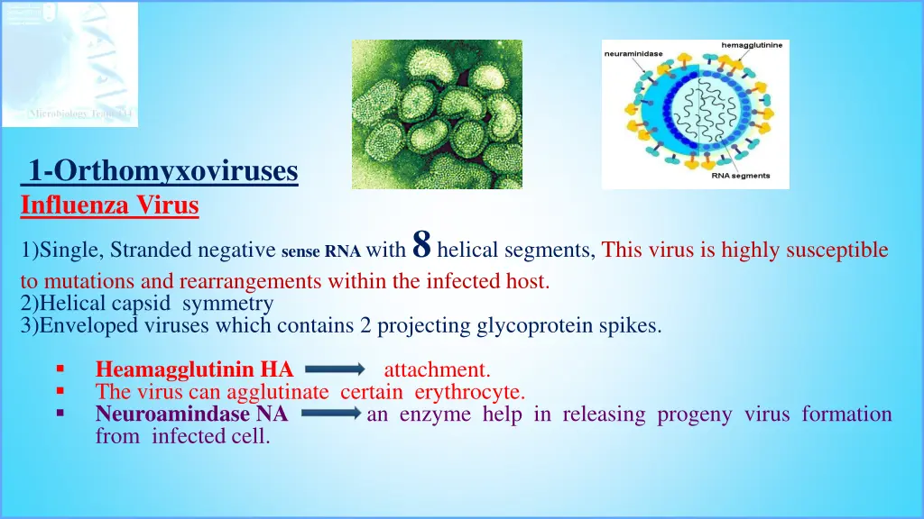 1 orthomyxoviruses influenza virus 1 single