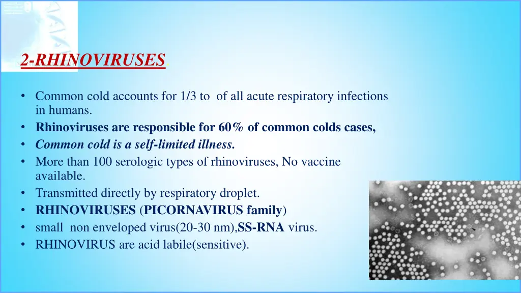 2 rhinoviruses