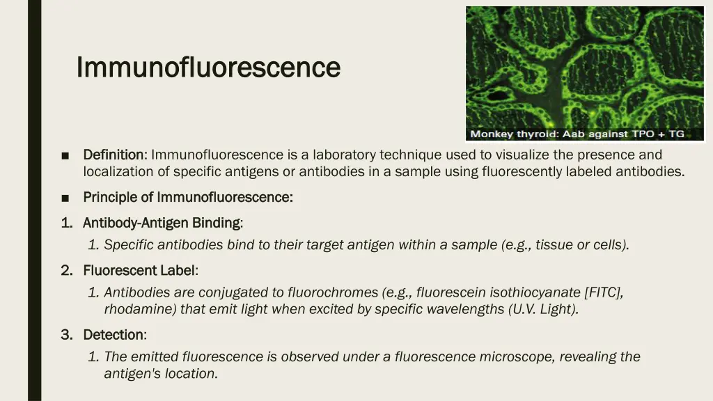 immunofluorescence immunofluorescence