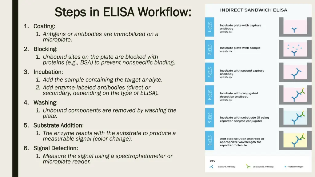 steps in elisa workflow steps in elisa workflow