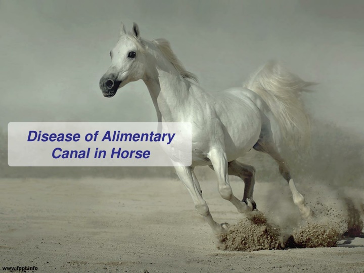 disease of alimentary canal in horse