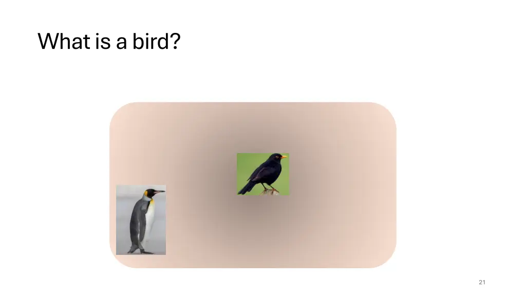 what is a bird